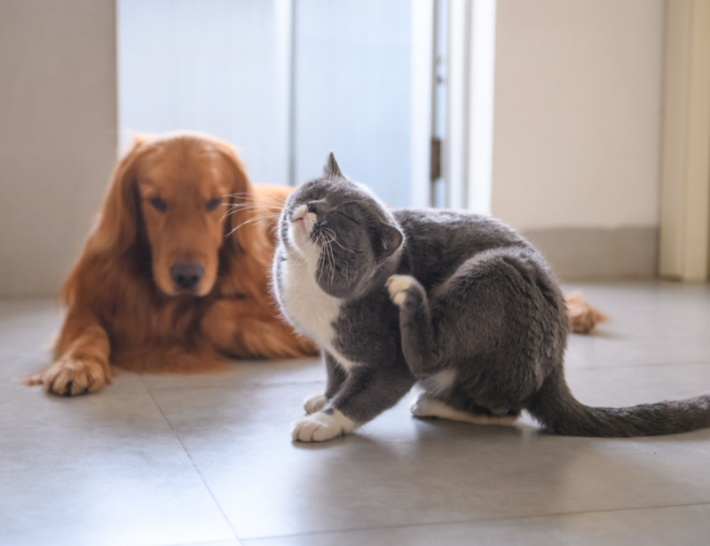 Quatre idées naturelles pour débarrasser ses animaux de